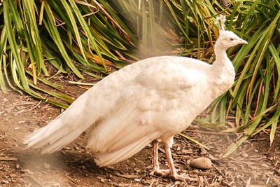 Pioneer Park Aviary