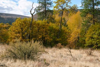 Tieton River Nature Trail