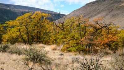Tieton River Nature Trail