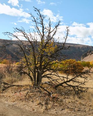 Tieton River Nature Trail