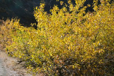 Tieton River Nature Trail