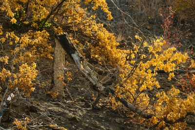 Tieton River Nature Trail