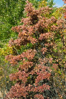 Tieton River Nature Trail