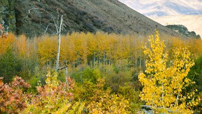 Tieton River Nature Trail