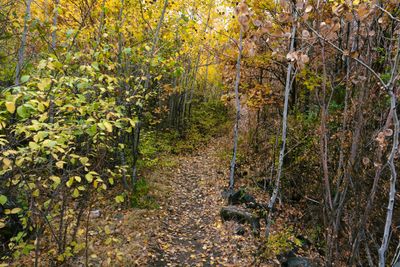 Tieton River Nature Trail