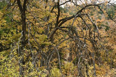Tieton River Nature Trail