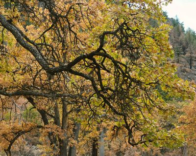 Tieton River Nature Trail