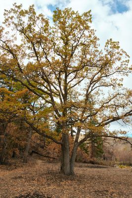 Tieton River Nature Trail