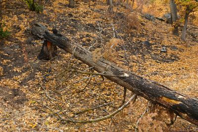 Tieton River Nature Trail