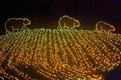 ZooLights