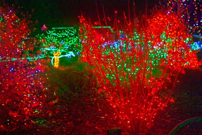 ZooLights