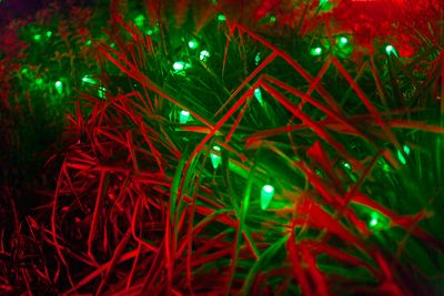 ZooLights
