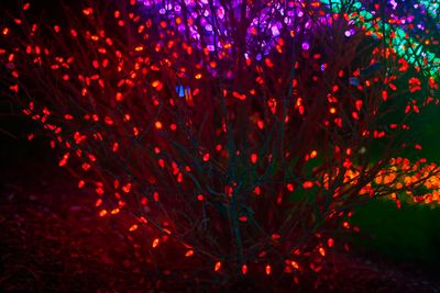 ZooLights