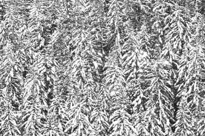 White Pass Winter Carnival