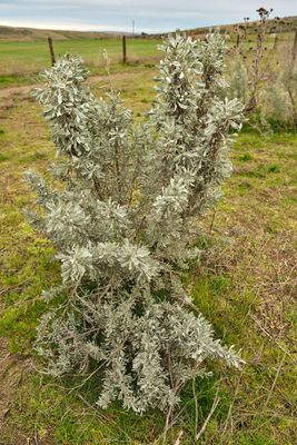 Juniper Dunes Wilderness Area