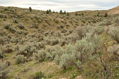 Juniper Dunes Wilderness Area