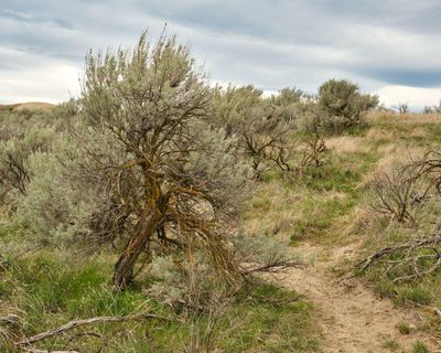 Juniper Dunes Wilderness Area
