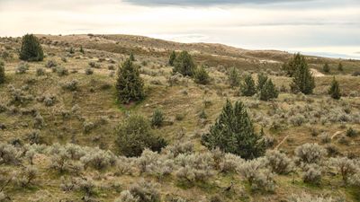 Juniper Dunes Wilderness Area