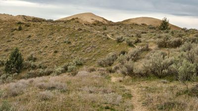 Juniper Dunes Wilderness Area