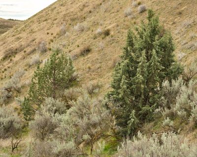 Juniper Dunes Wilderness Area
