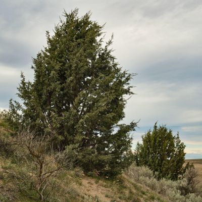 Juniper Dunes Wilderness Area
