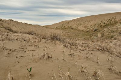 Juniper Dunes Wilderness Area