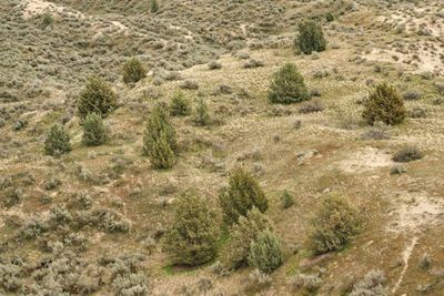 Juniper Dunes Wilderness Area