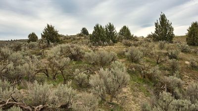 Juniper Dunes Wilderness Area