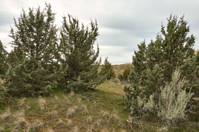 Juniper Dunes Wilderness Area