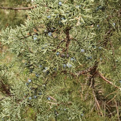 Juniper Dunes Wilderness Area