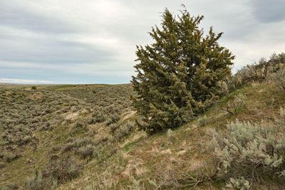 Juniper Dunes Wilderness Area
