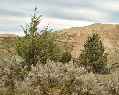 Juniper Dunes Wilderness Area