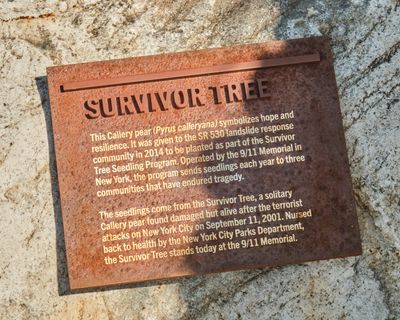 SR530 Oso Slide Memorial