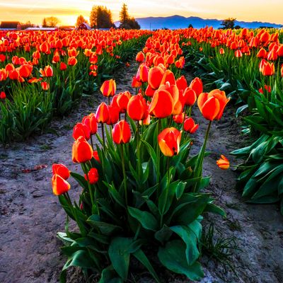 Skagit Valley Tulip Festival