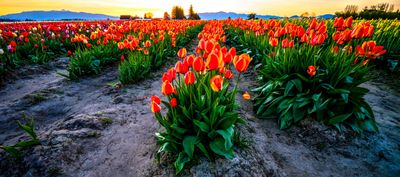 Skagit Valley Tulip Festival