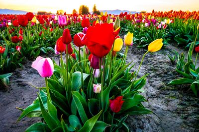 Skagit Valley Tulip Festival