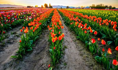 Skagit Valley Tulip Festival