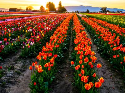Skagit Valley Tulip Festival
