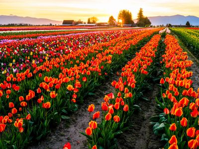 Skagit Valley Tulip Festival