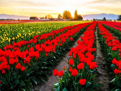 Skagit Valley Tulip Festival