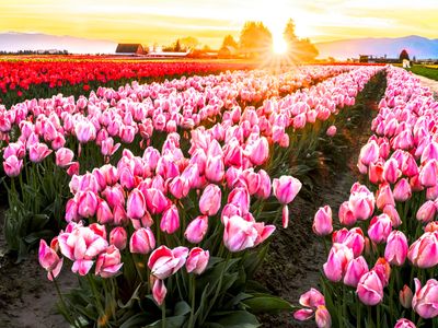 Skagit Valley Tulip Festival