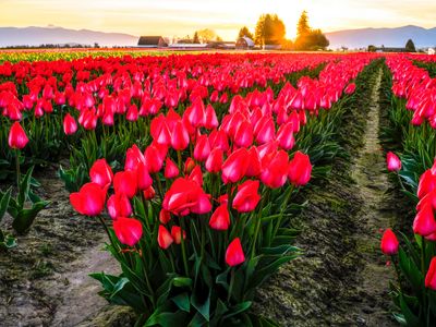 Skagit Valley Tulip Festival