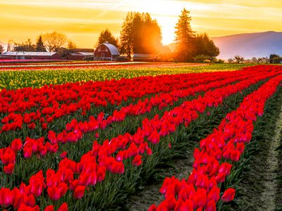 Skagit Valley Tulip Festival