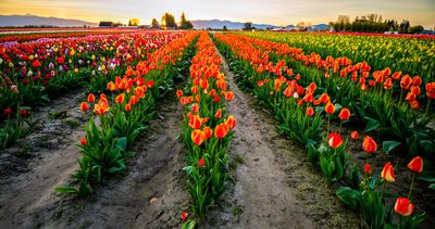 Skagit Valley Tulip Festival