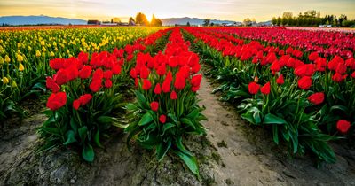 Skagit Valley Tulip Festival