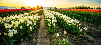 Skagit Valley Tulip Festival