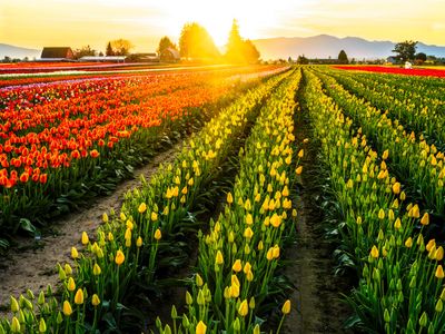 Skagit Valley Tulip Festival