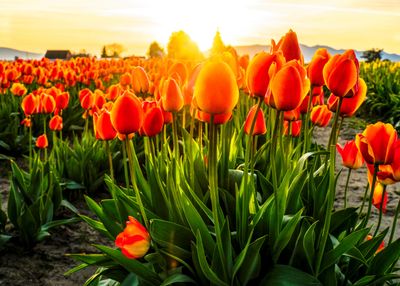 Skagit Valley Tulip Festival