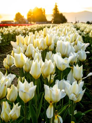 Skagit Valley Tulip Festival