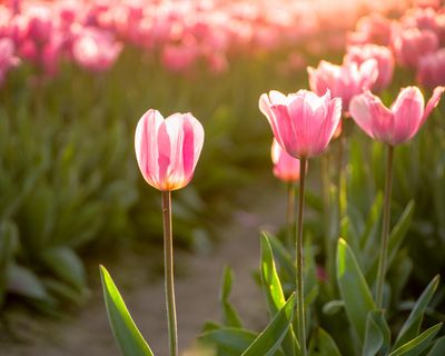 Skagit Valley Tulip Festival